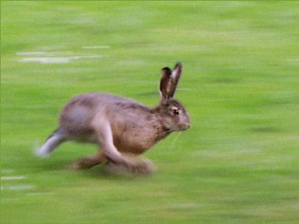 Атака сотен кроликов стала хитом YouTube